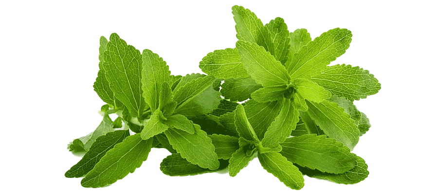 Stevia blad