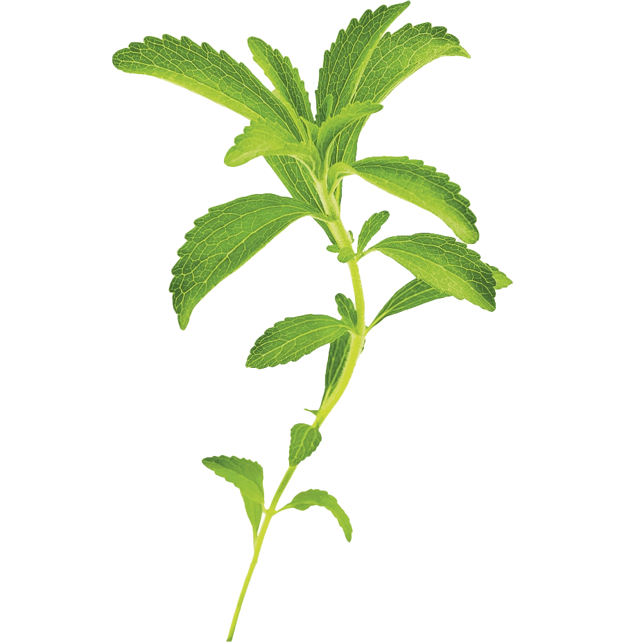 Stevia plant